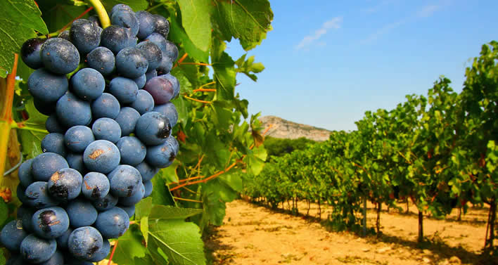 Oenotourisme en Occitanie